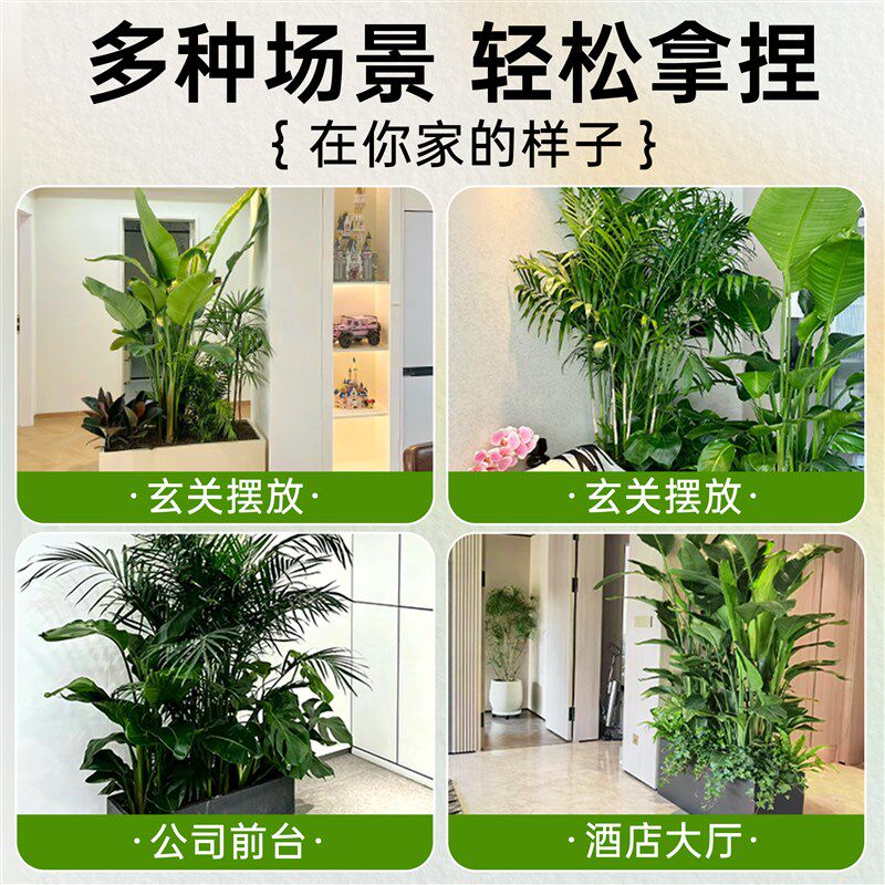 大型绿植成品组合盆栽室内客厅阳台D玄关隔断造景橱窗落地大号植