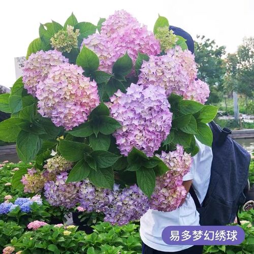 绣球易多梦e幻大花园艺多花园艺盆栽两加仑