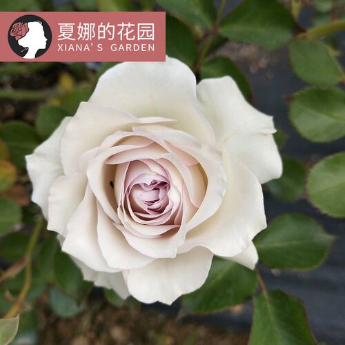 加百列大天使月季花苗阳台盆w栽四季开花不断浓香勤花抗病烟灰紫