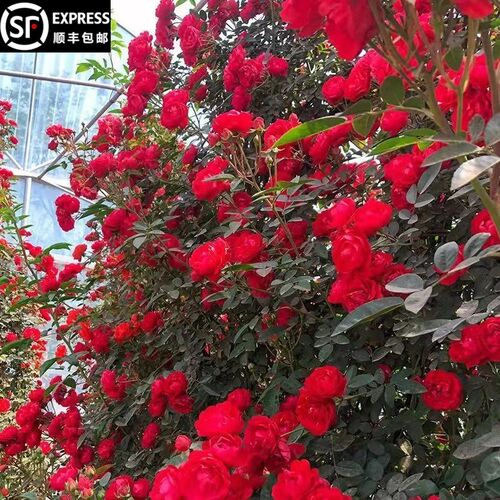 无刺多季红e木香花苗爬藤植物多花勤花阳台庭院盆栽藤本攀援蔷薇