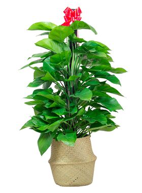 大叶绿萝大型室内绿植盆栽客厅办公室绿色植物花卉新房Y除甲醛成