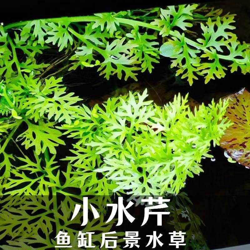 造景鱼缸水芹水草细叶大水芹净化水质孔雀鱼小型鱼专用浮性水草