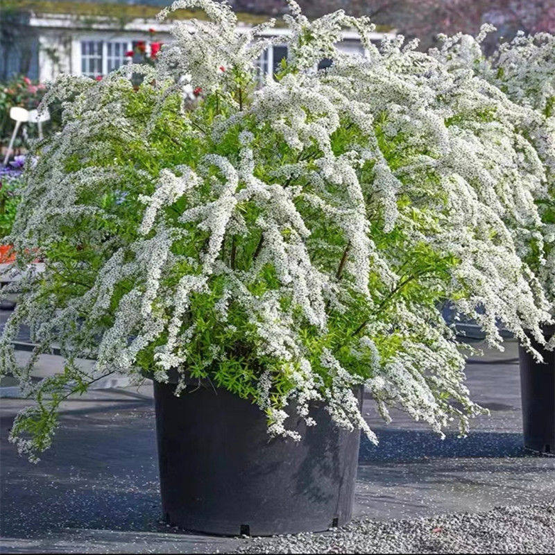 喷雪花盆栽花苗阳台庭院黄金喷泉绣线菊花镜花卉垂吊植物雪柳树苗
