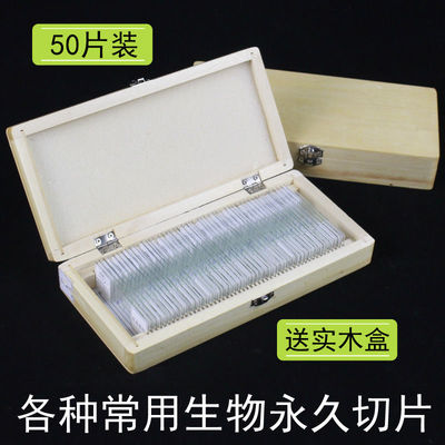 生物实验室切片装片人体四大组织神经/上皮/结缔/肌肉字母e上字人
