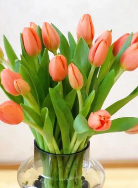 郁金香鲜切花云南南花地FYM直斗发昆明花卉市场花束紫色鲜基礼物