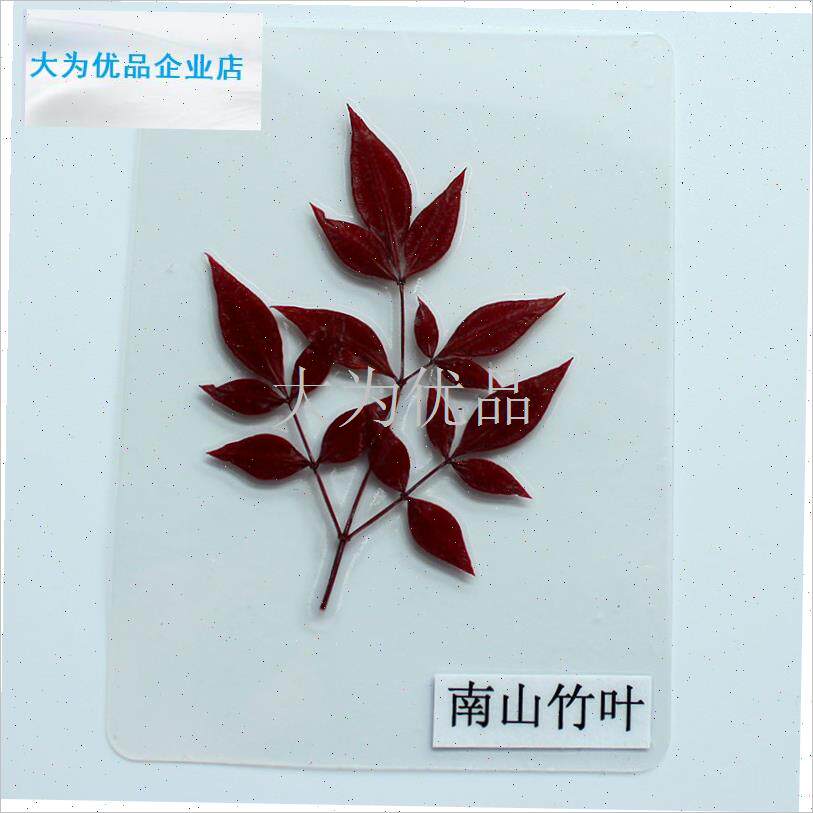 叶植物标本塑封卡片成品s教学用具真树叶学生儿童幼儿园认识标本.