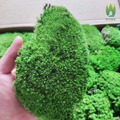 永生苔藓白发藓仿生苔藓墙枯山水室内景观造景工程用青苔免打理