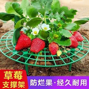 家庭草莓种植支架托架防腐烂防倒伏简约支撑架园艺花卉托盘架神器