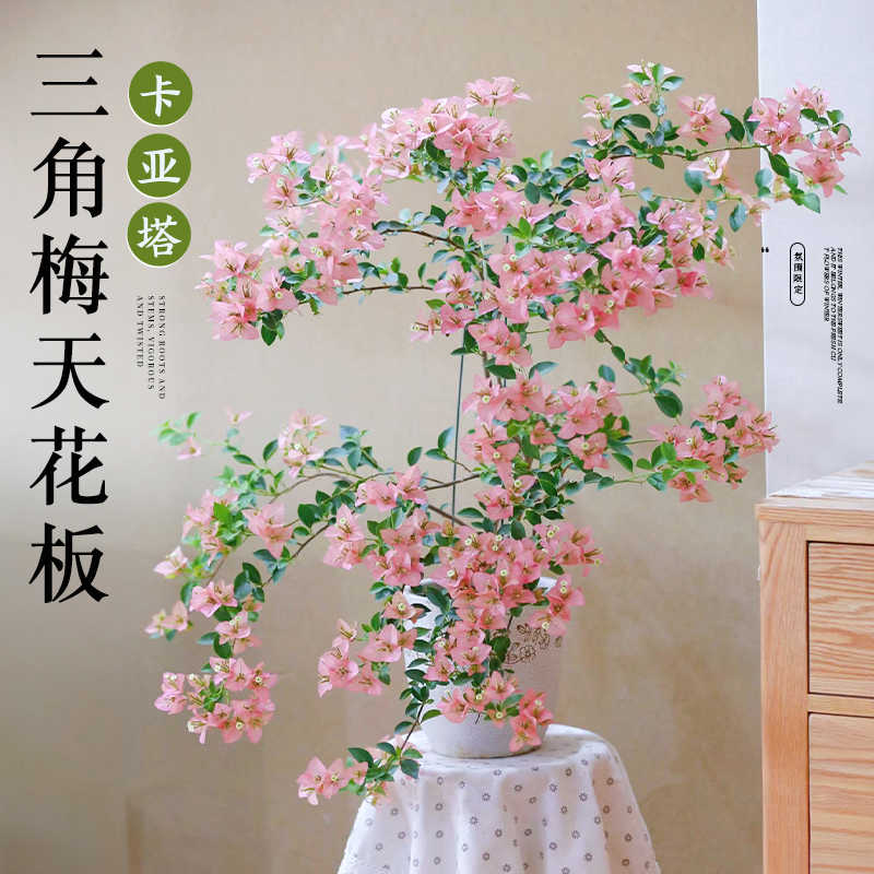 稀卡亚塔三角梅盆栽带花重瓣爬藤花卉植物室内阳台特大苗四季开