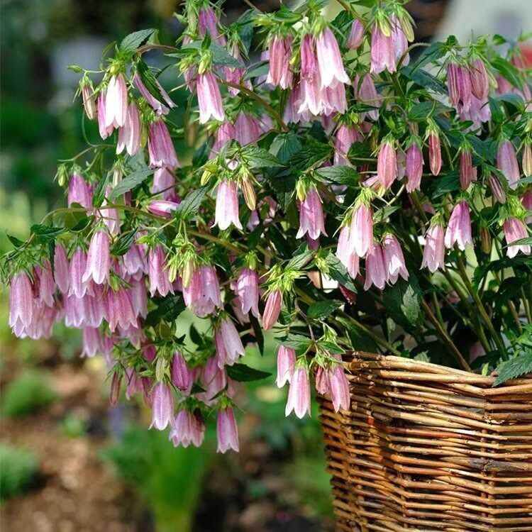 重瓣风铃草 &ldquo;红衣&rdquo;&ldquo;黄二重&rdquo; 宿根多年生