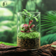 罗汉松苔藓微型景观创意趣味办公室茶桌玻璃好养绿植禅意四季 常绿