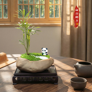 袖 珍椰子文竹绿植陶瓷盆景吉利红狼尾蕨六月雪室内客厅办公室盆栽