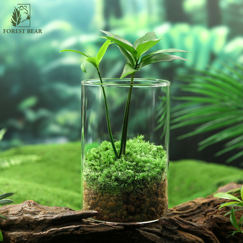 驱蚊竹柏创意苔藓微景观室内桌面绿植趣味懒人好养观叶植物生态瓶