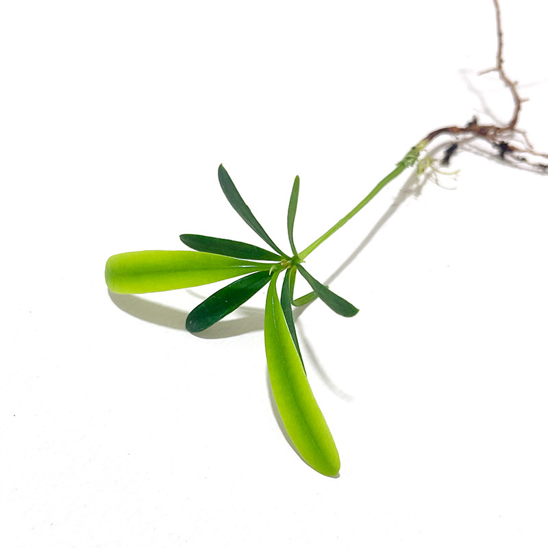 四季绿植罗汉松盆栽植物室内办公水培绿植