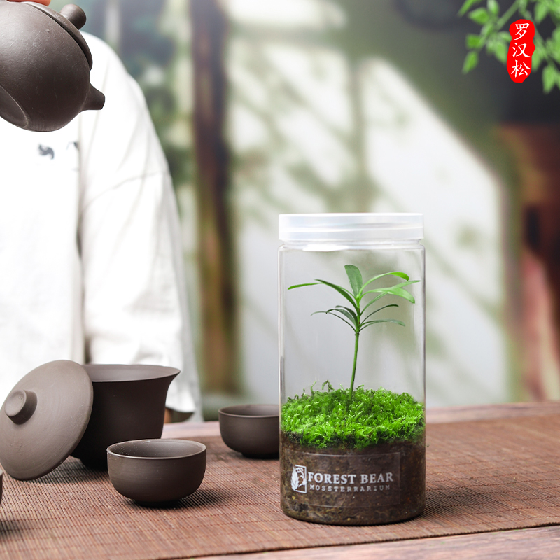 苔藓微景观桌面小绿植室内植物