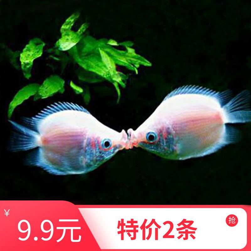 現(xiàn)貨速發(fā)吻嘴魚Ki好養(yǎng)小魚活觀賞魚淡水熱帶桌面書桌親嘴魚親親魚