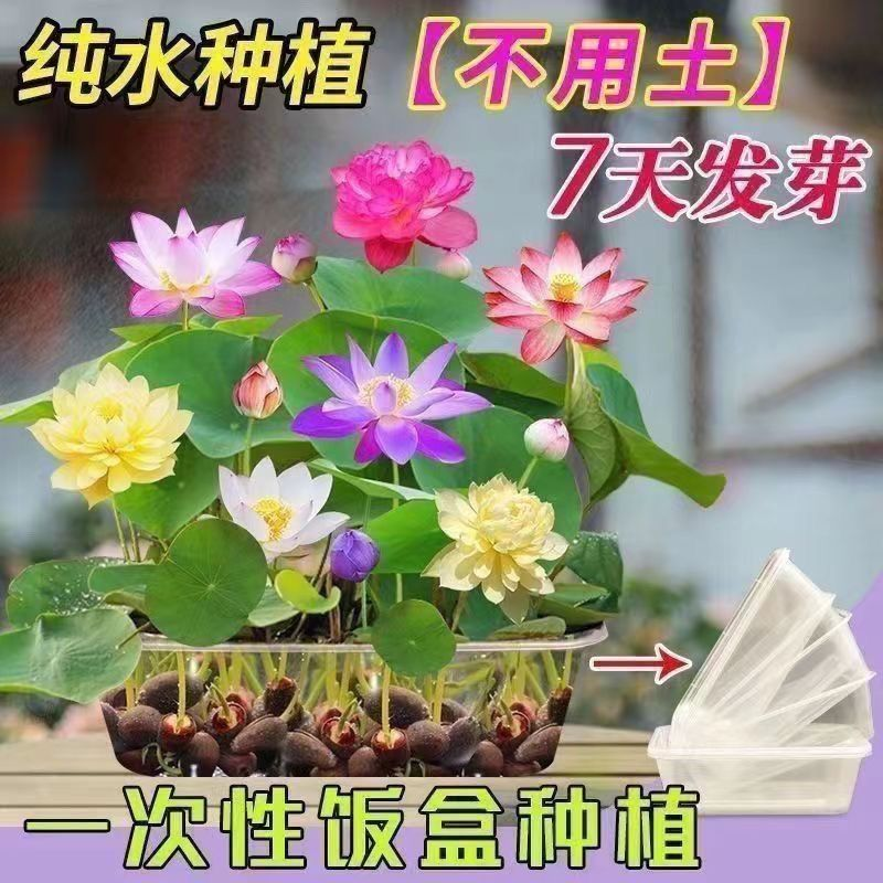水培植物碗莲种子水养七彩荷花盆栽室内外四季播种开花卉好养易活