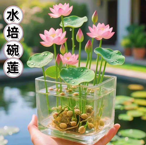室内水培碗莲荷花种子四季开花