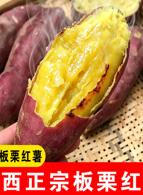 陕西正宗虢王板栗红薯秦薯5号产地现挖现发干面粉糯香甜番薯山芋
