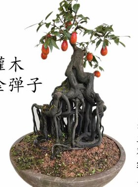 金弹子一物一拍造型弯根艺中国红练手小盆栽悬崖熟桩盆景