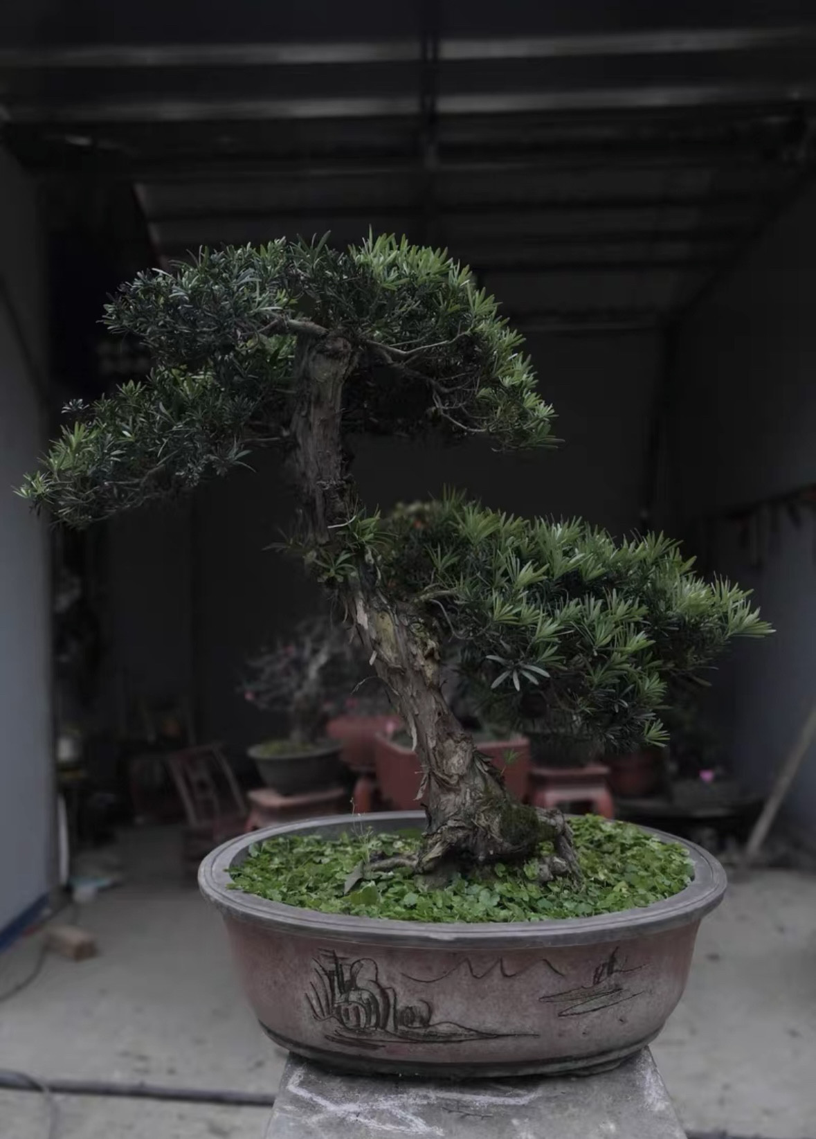 珍稀海岛红芽罗汉松 老桩造型精品 四季常青镇宅树