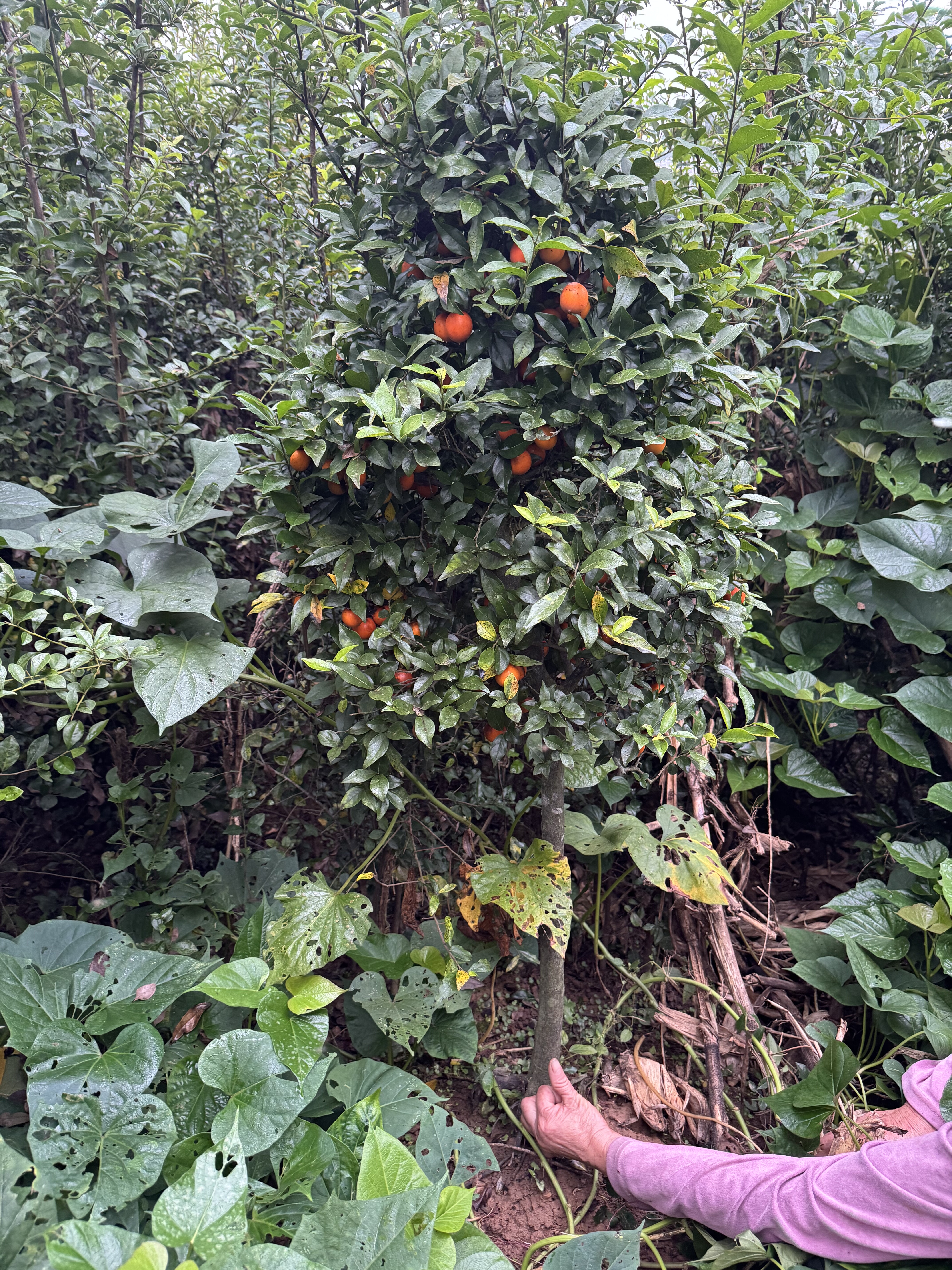 新手金弹子母桩原生地景根系发达造型盆景