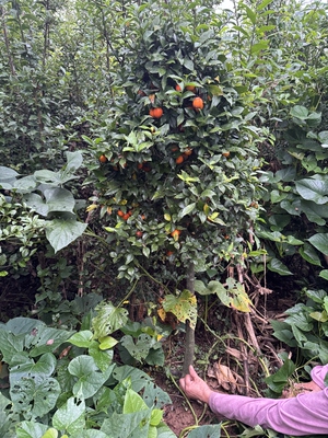 新手金弹子母桩原生地景根系发达易成活老桩带果包邮大树地栽老桩
