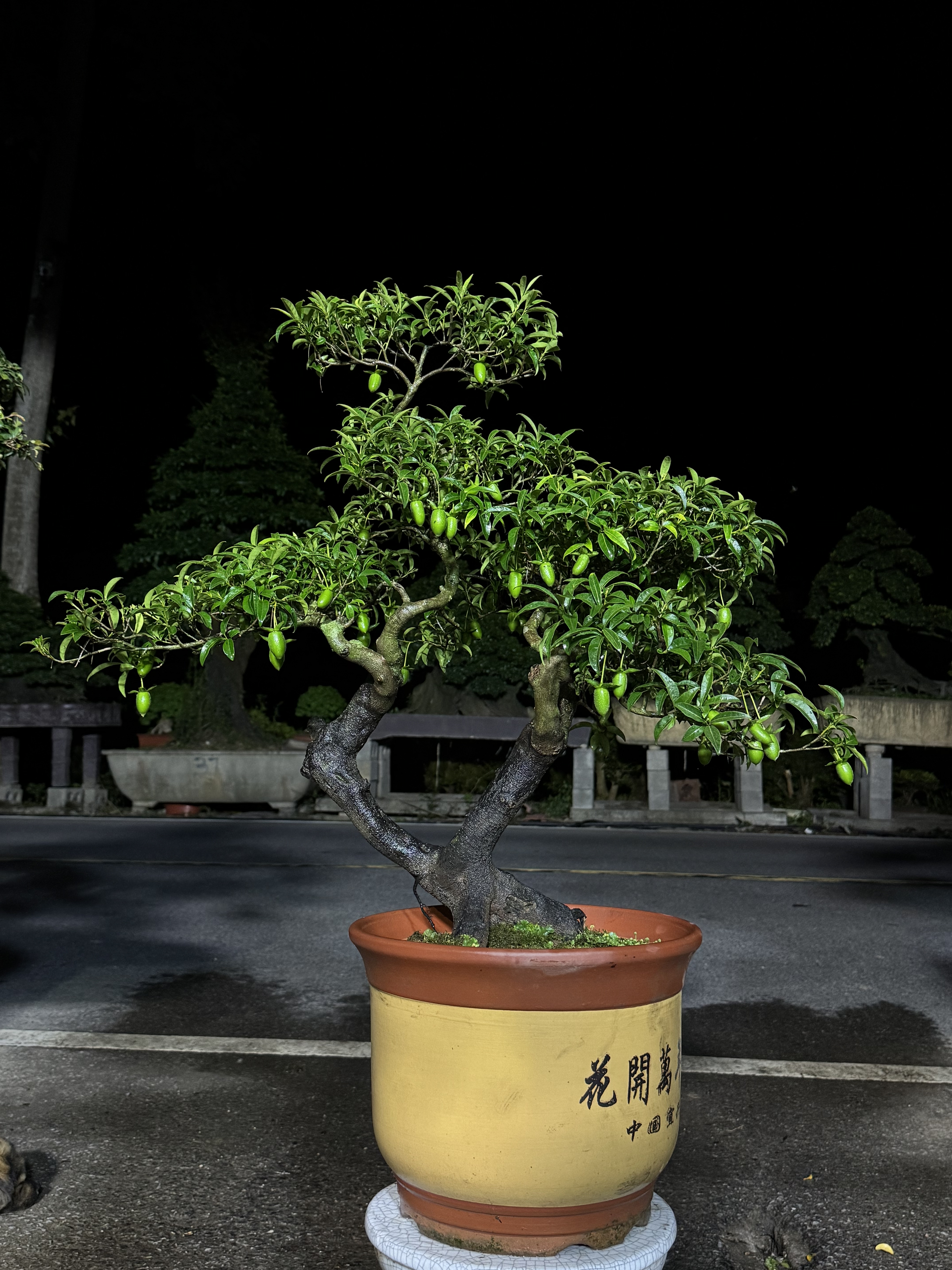 金弹子盆栽带果四季常青根艺文人造型盆景