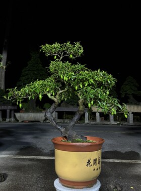 金弹子盆栽带果四季常青根艺文人老桩室内绿植新手好养活练手熟桩