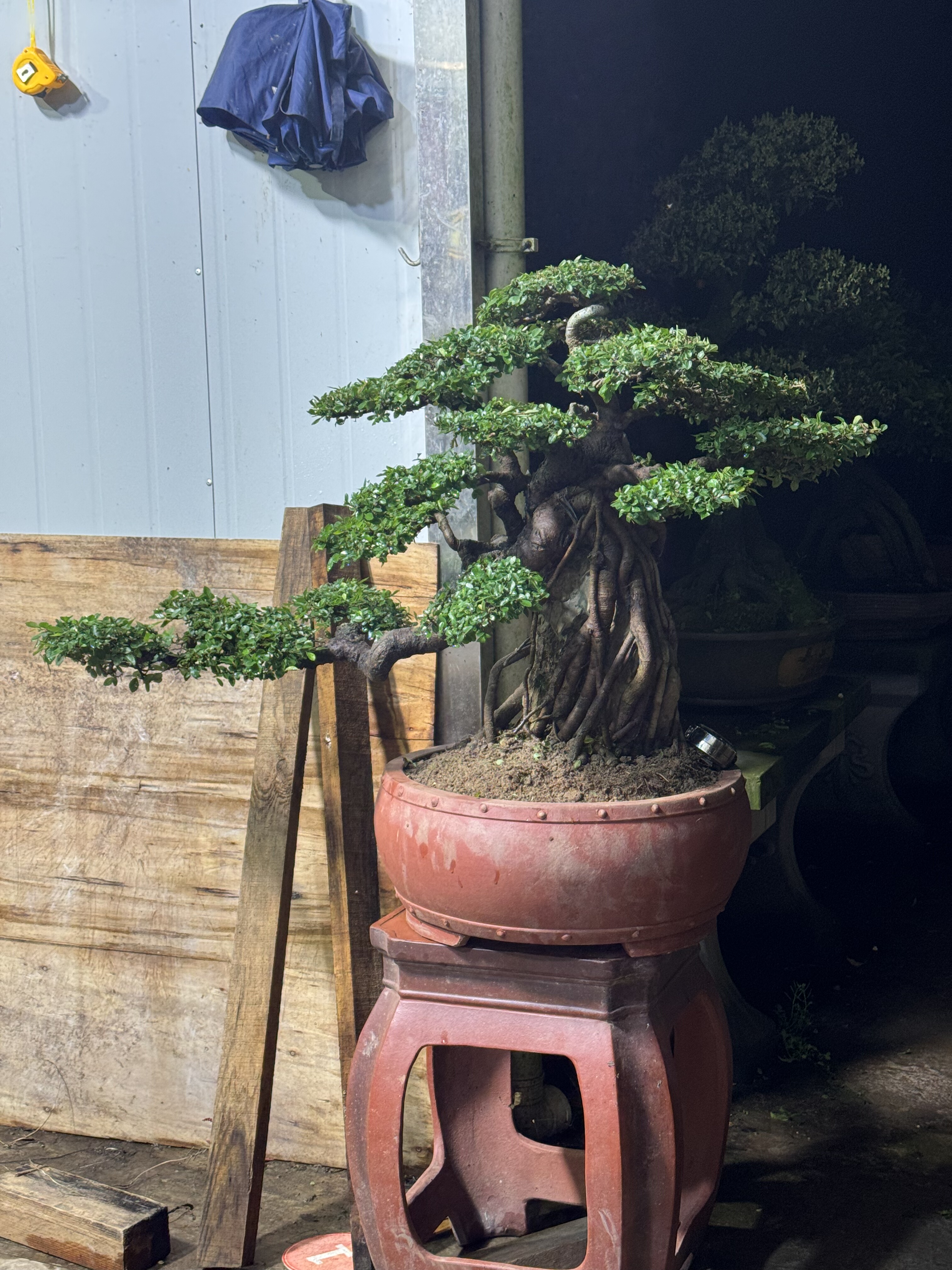 小叶榆树造型老桩盆景矮霸榔榆植物室内客厅办公室绿植阳台庭院图片
