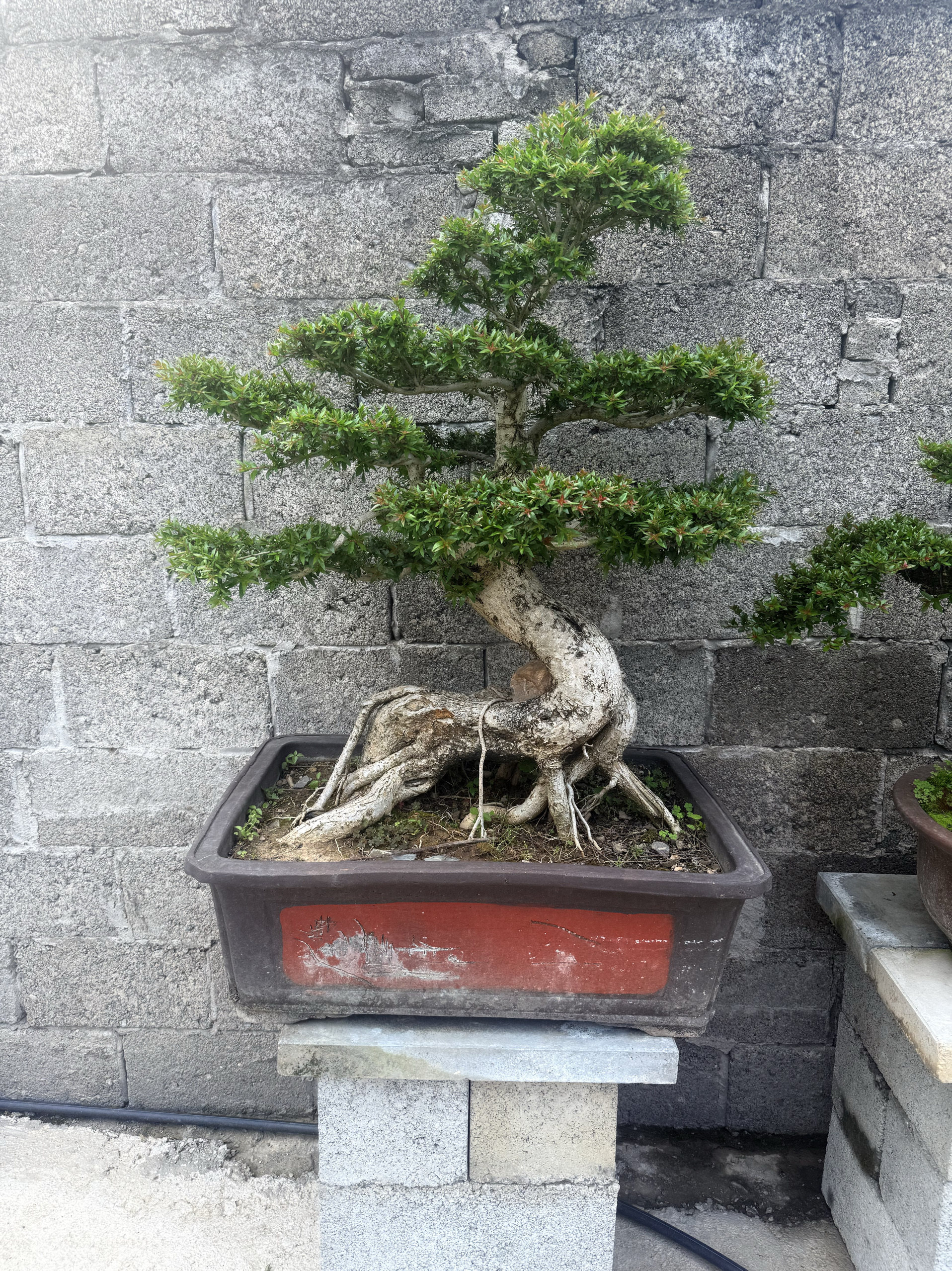水杨梅盆景老桩三叶盆栽庭院植物树桩室内四季常青阳台绿植