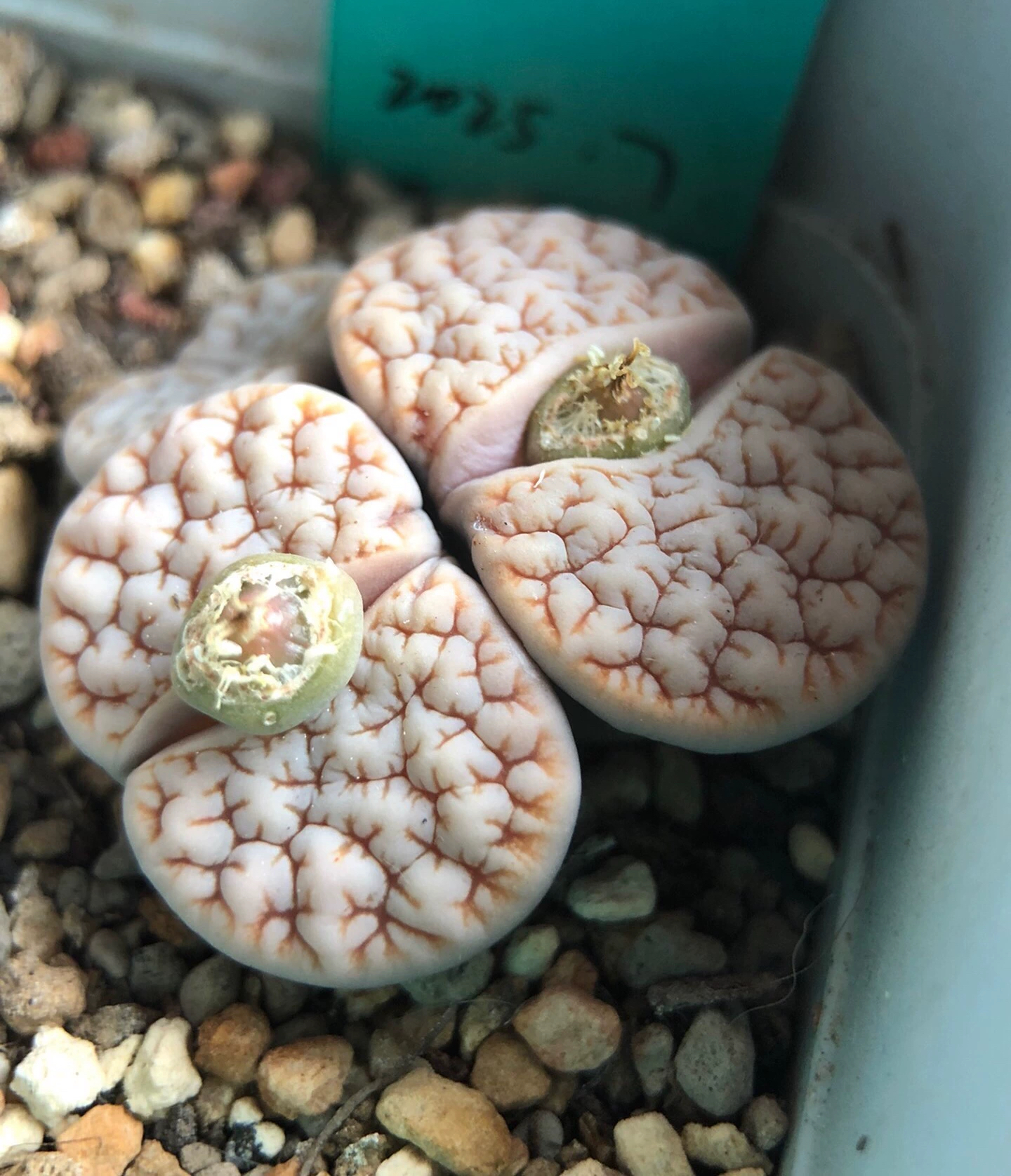 C189，青蛙2号x苦岛田11，一脱小苗。标价1个5个一组。