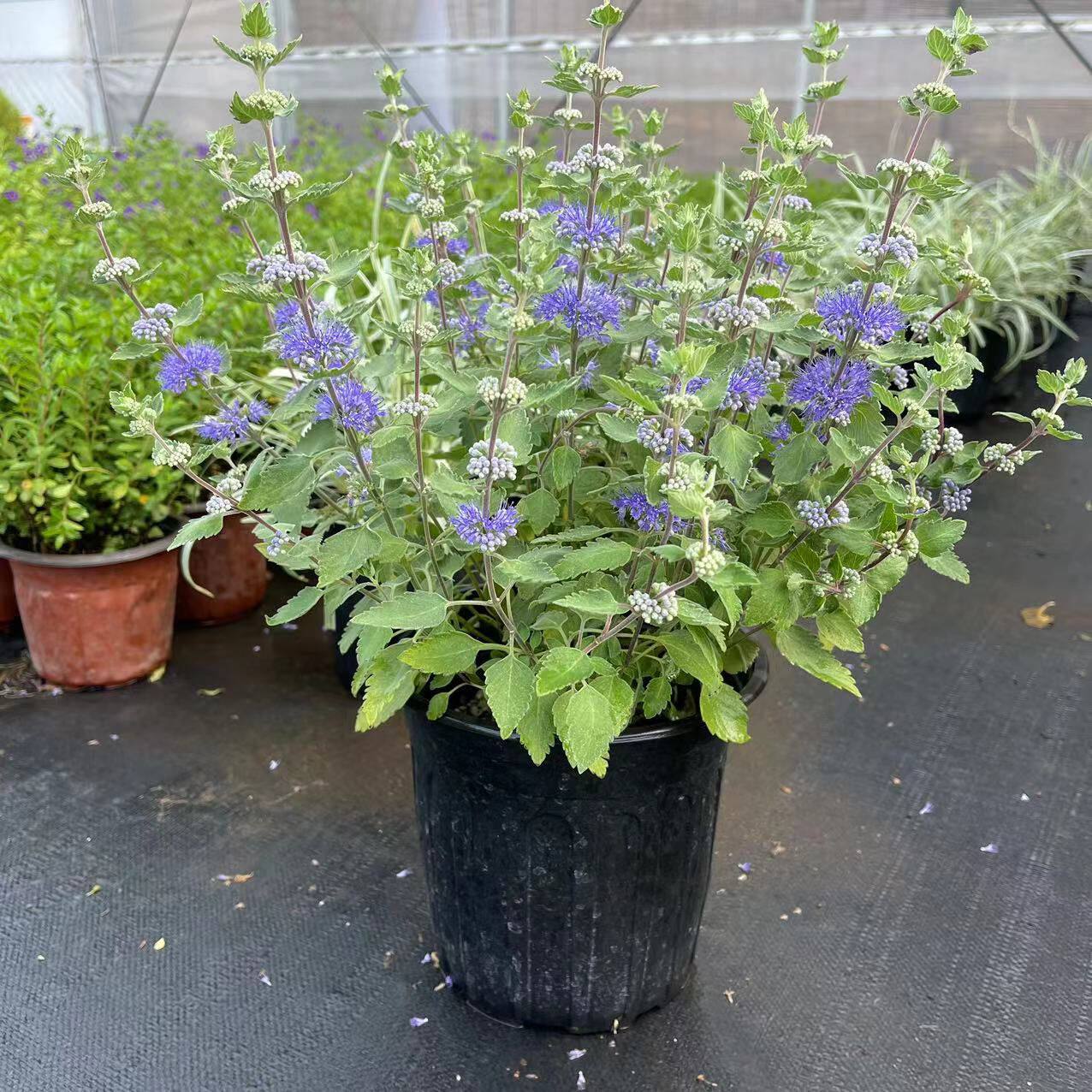 兰香草盆栽山薄荷花卉马鞭草科花苗趣味植物阳台庭院耐寒热多年生
