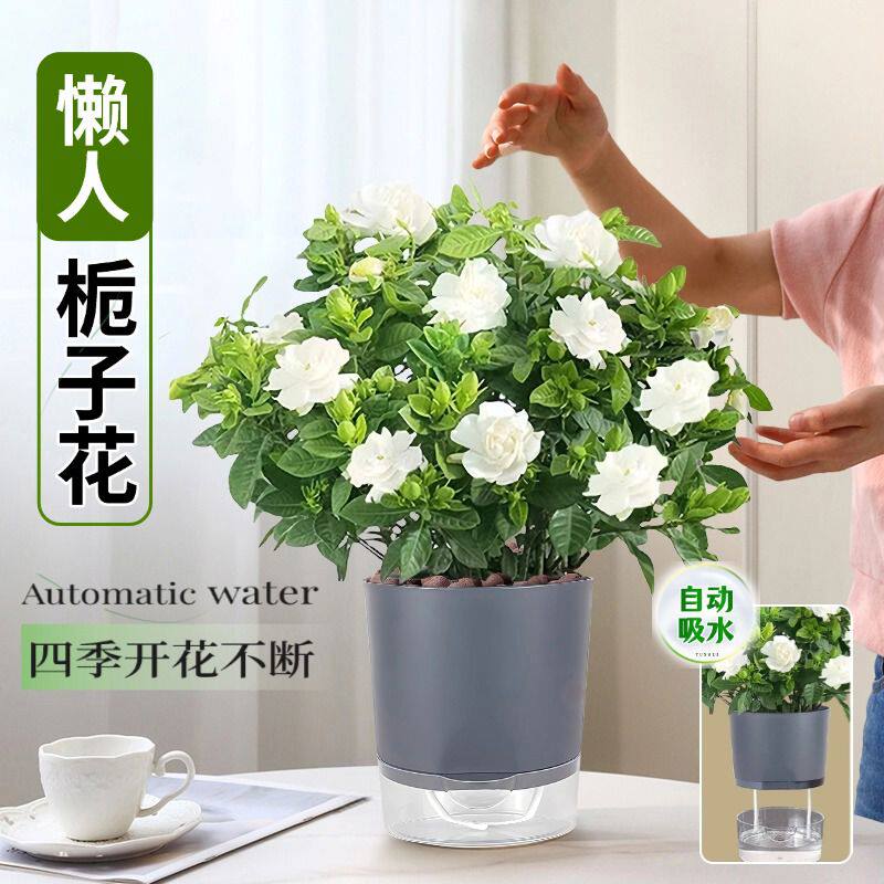 栀子花盆栽四季开花卉大花苗浓香带花苞室内阳台桌面绿植好养易活