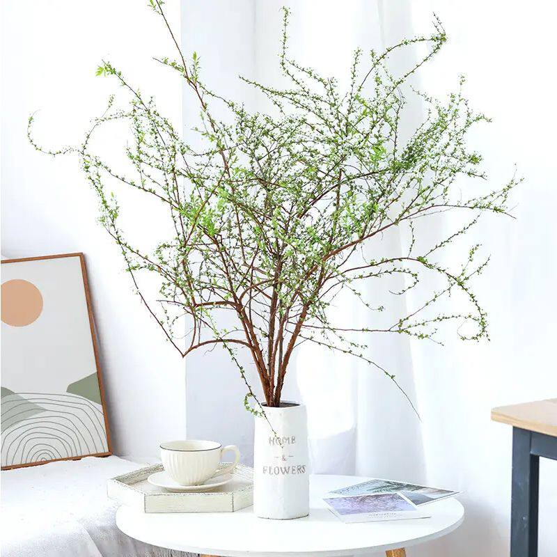 雪柳干枝水养盆栽水培植物花卉室内好养绿植客厅重瓣真花龙柳鲜枝