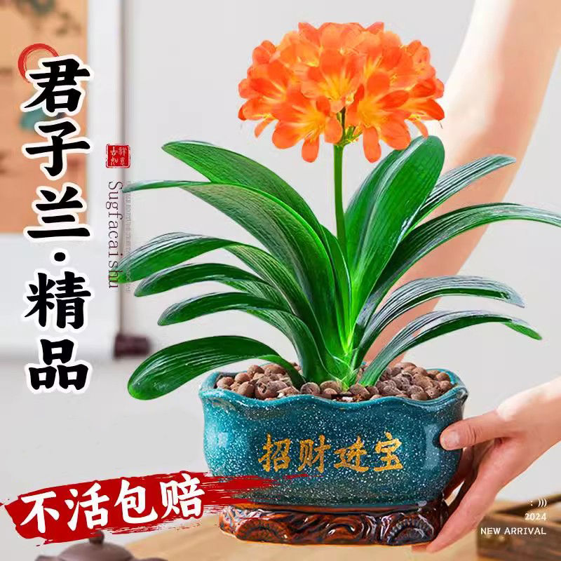 君子兰盆栽老苗带花苞四季常绿好养活多肉花卉易活净化绿植物室内