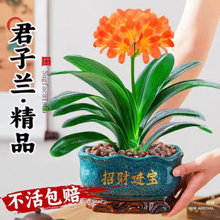 君子兰盆栽老苗带花苞四季常绿好养活多肉花卉易活净化绿植物室内