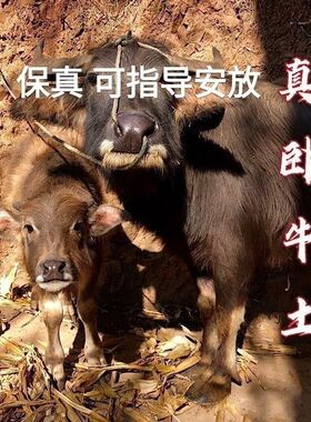 纯正农村卧牛土牛扒土蜗牛土镇宅地势招财福禄高中大师专用