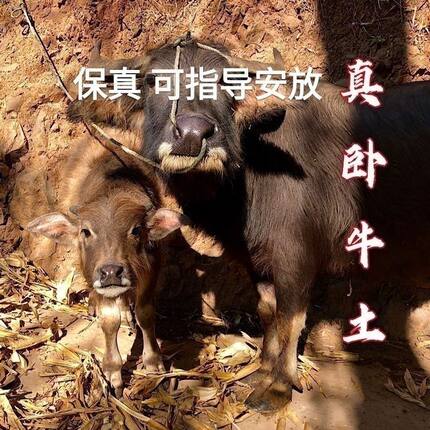 纯正农村卧牛土牛扒土蜗牛土镇宅地势招财福禄高中大师专用