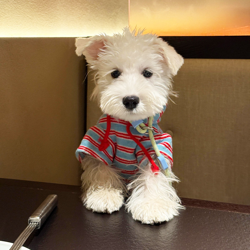 宠物狗狗衣服冬装连帽卫衣中小型犬比熊泰迪约克夏防掉毛2025新款