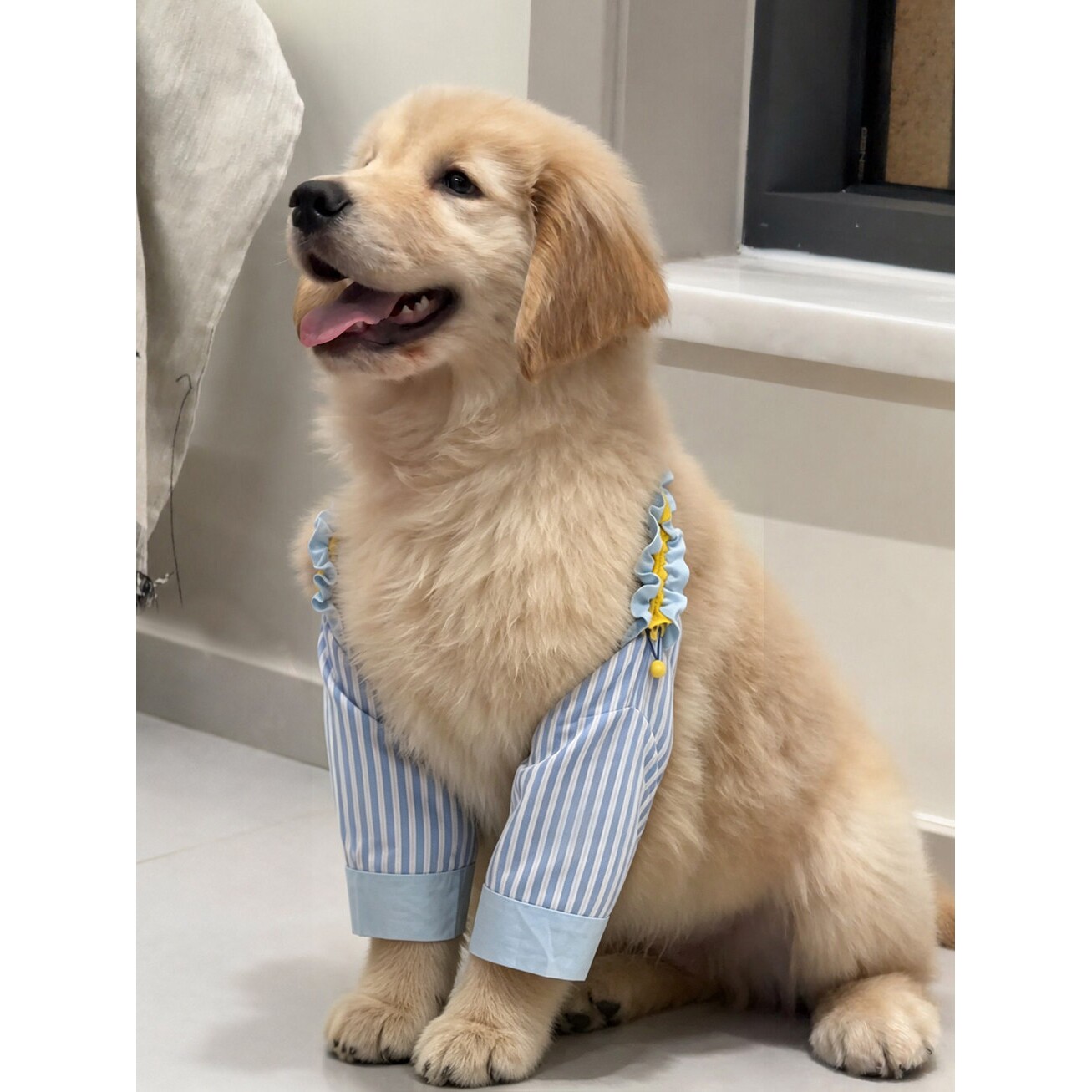 狗狗护肘衣服前腿关节保护套护膝衣宠物边牧金毛中大型犬加大加厚