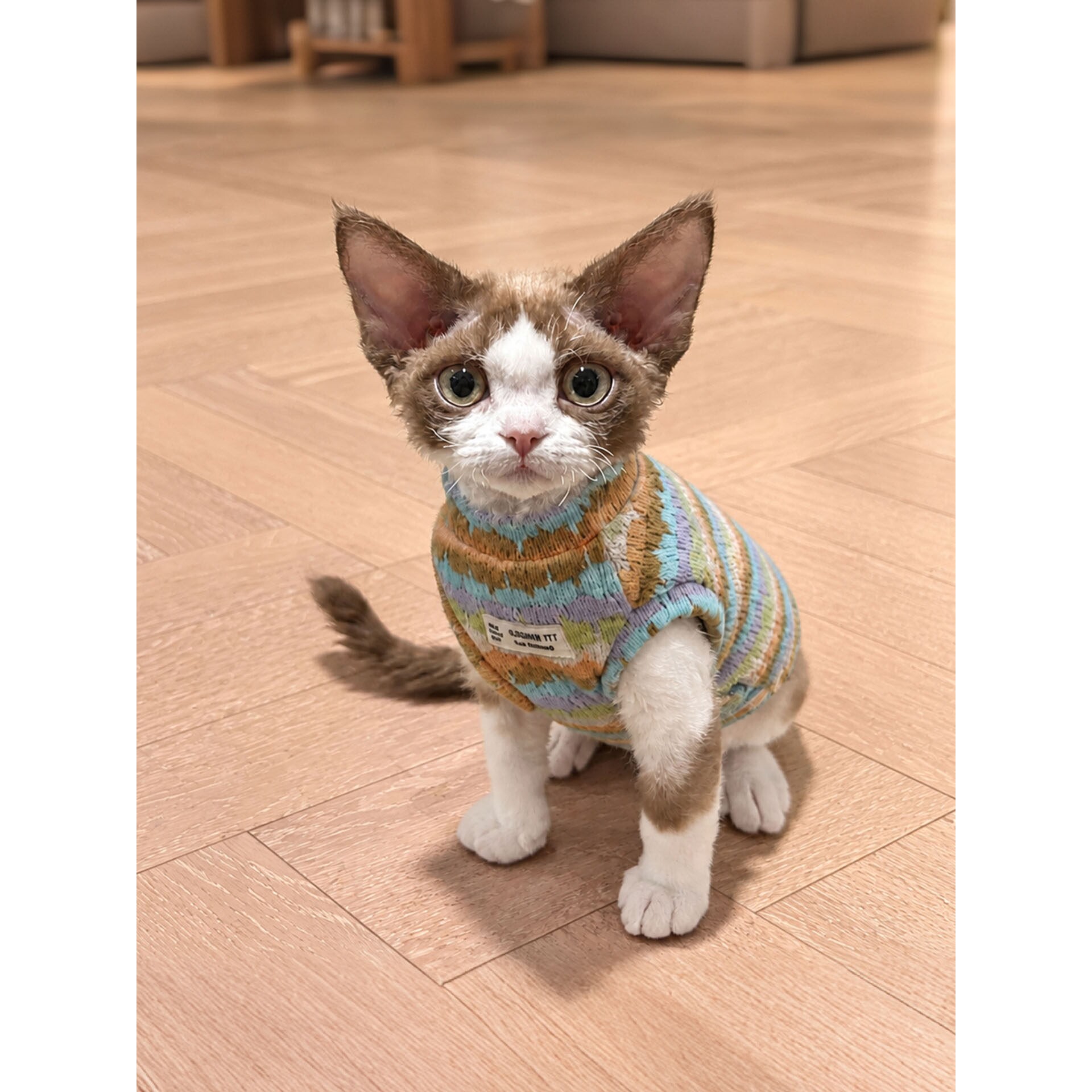 德文猫咪衣服无毛猫秋冬保暖小毛衣小型犬狗狗比熊防掉毛家居服