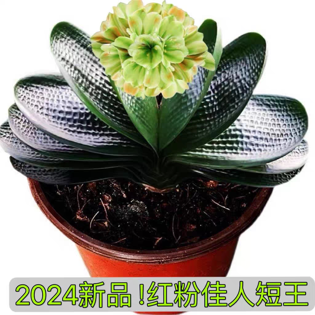 2024新品高端精品君子兰红粉佳人短王绿花粉边虎头宽叶珍珠麻脸