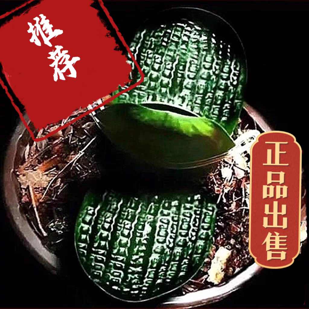 精品名贵特级君子兰狮子头大小苗麻脸珍珠王油匠宽叶短叶圆头和尚