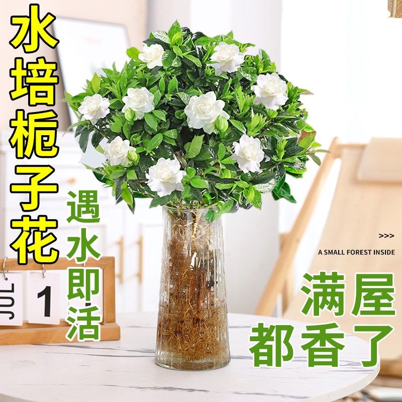 速发栀子花盆栽绿植水培植人大盆带花浓室内桌面四季好养懒物苞香