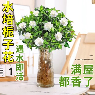 速发栀子花盆栽绿植水培植人大盆带花浓室内桌面四季好养懒物苞香