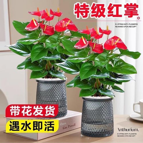 速发红掌白盆掌栽一帆风顺花卉季物室内好养绿植鸿运当头四植开花