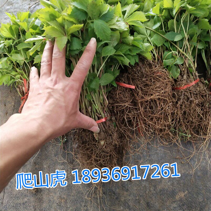 新客减大叶扶芳藤小苗 冬青小苗 卫矛小苗 迎春 爬山虎小苗 连翘