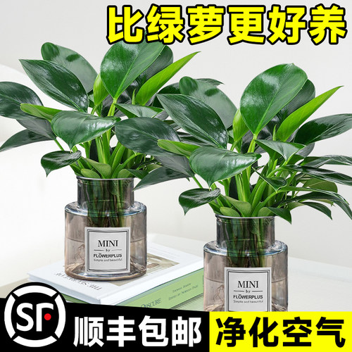 速发净萝盆栽水培植物室内耐阴绿植桌面金化空气绿公主好养绿钻吸