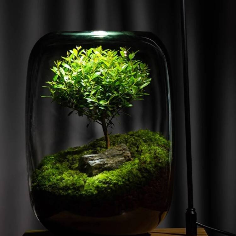 浅竺生命之树苔藓微景观摆件生态瓶办公室桌面生态缸绿植造景盆景